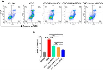 Myocardial infarction in rats was alleviated by MSCs derived from the maternal segment of the human umbilical cord